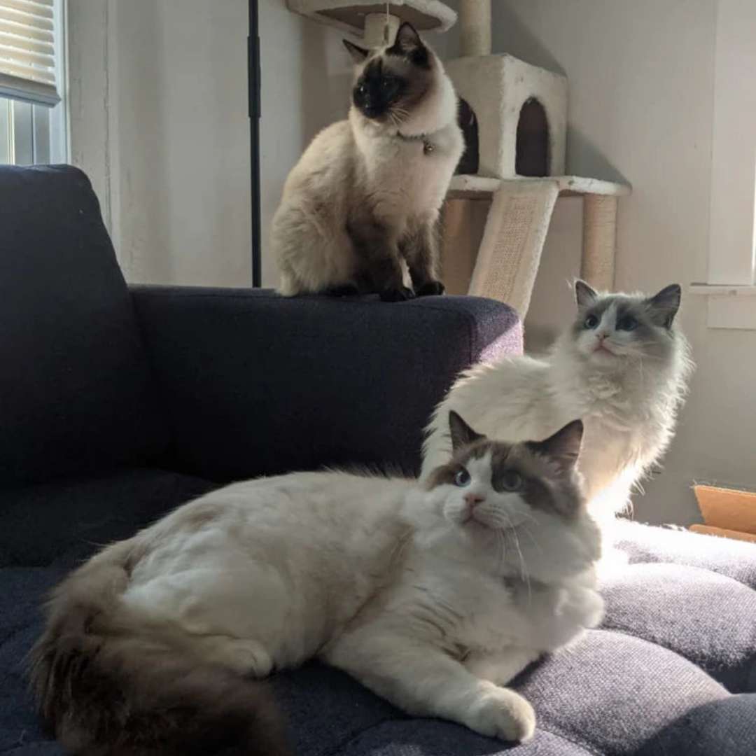 PetPal™ – Guante Limpiador de Pelo (2 x 1) 🐶🐱